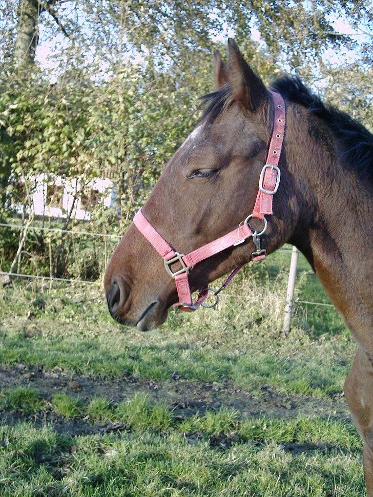 Dansk Varmblod Graff Marron billede 9