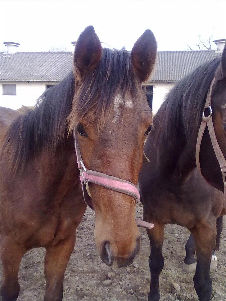 Dansk Varmblod Graff Marron - 1 år billede 10