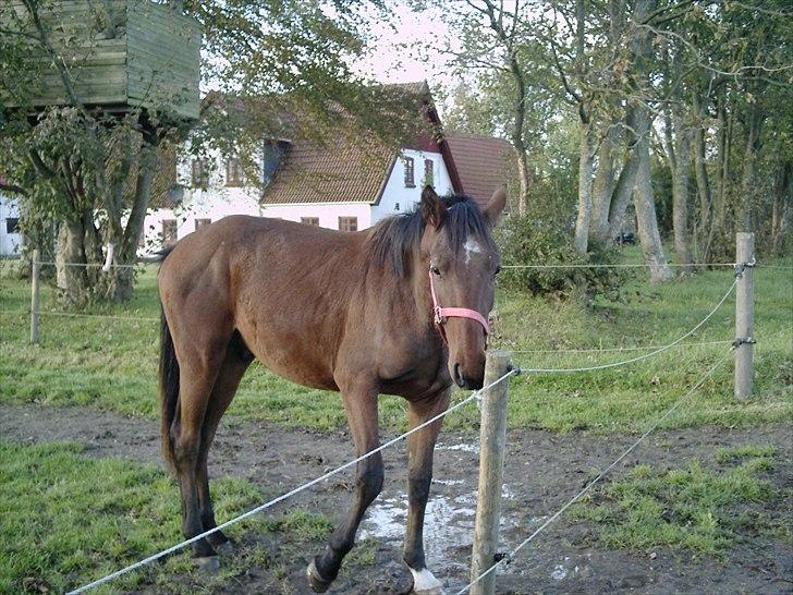 Dansk Varmblod Graff Marron billede 11