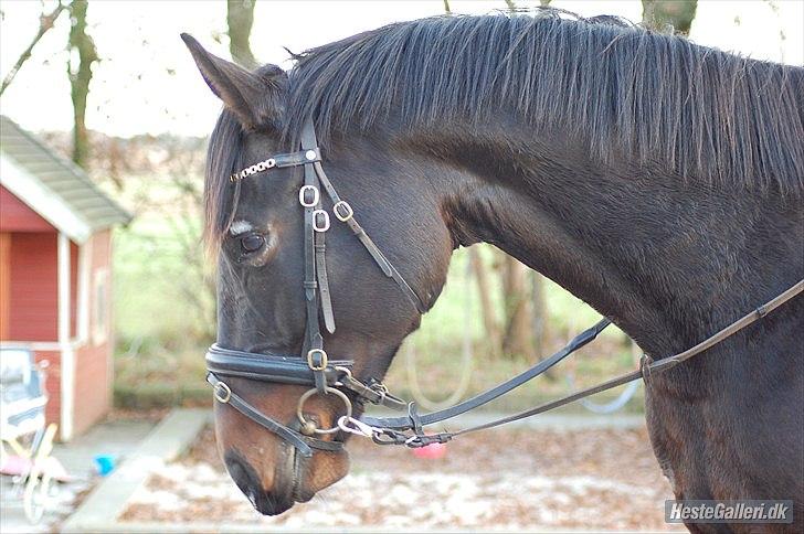 Dansk Varmblod First Lady [Savnet] billede 11