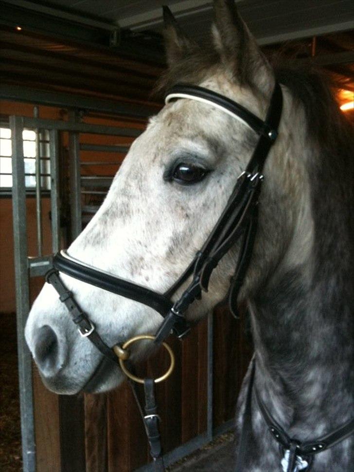 Anden særlig race Varin<3 verdens dejligste pony ! <3 billede 9