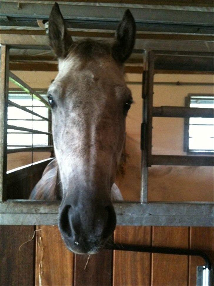 Anden særlig race Varin<3 verdens dejligste pony ! <3 billede 10