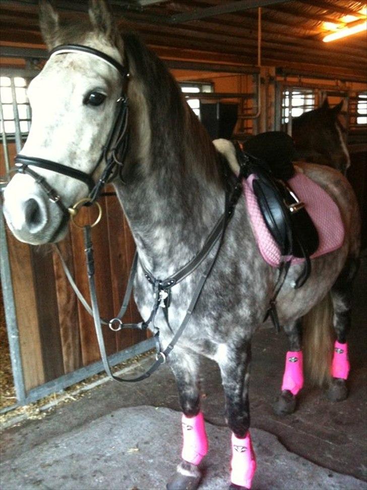 Anden særlig race Varin<3 verdens dejligste pony ! <3 billede 11