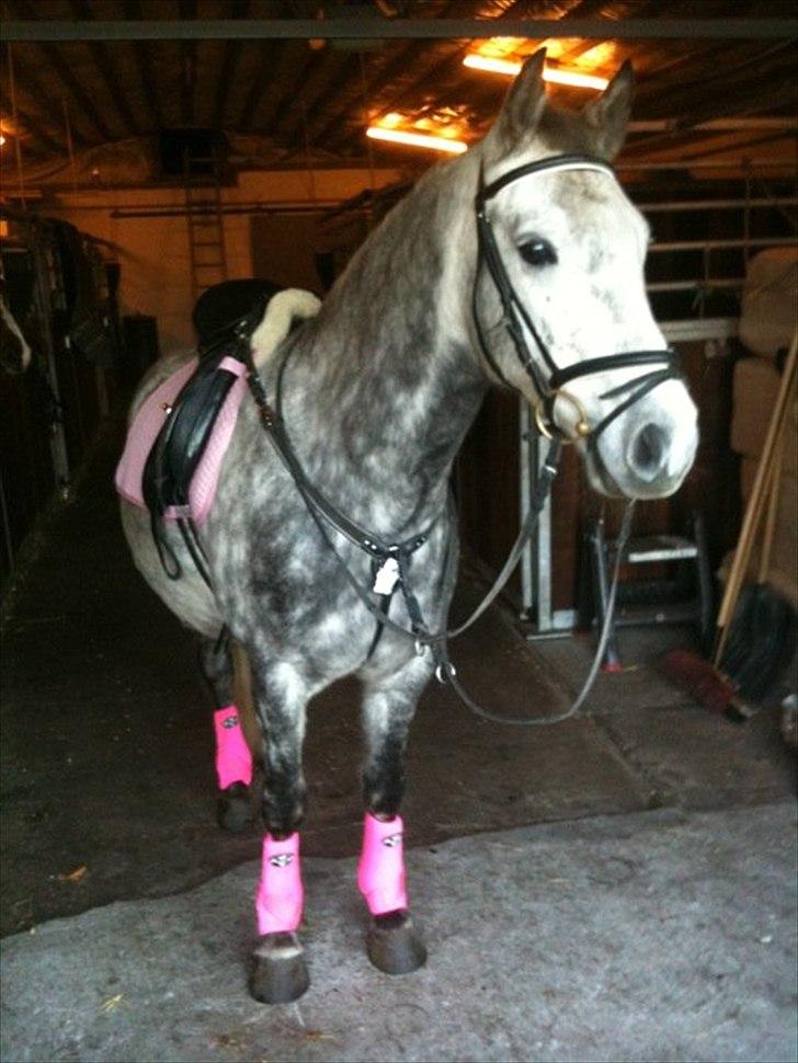 Anden særlig race Varin<3 verdens dejligste pony ! <3 billede 12