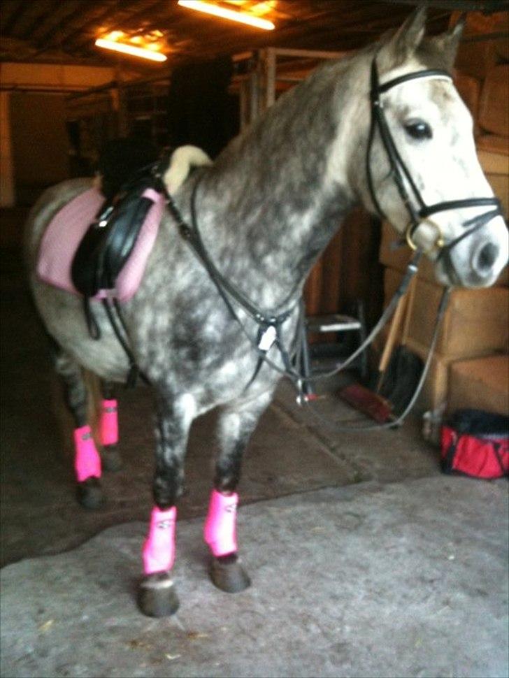 Anden særlig race Varin<3 verdens dejligste pony ! <3 billede 13