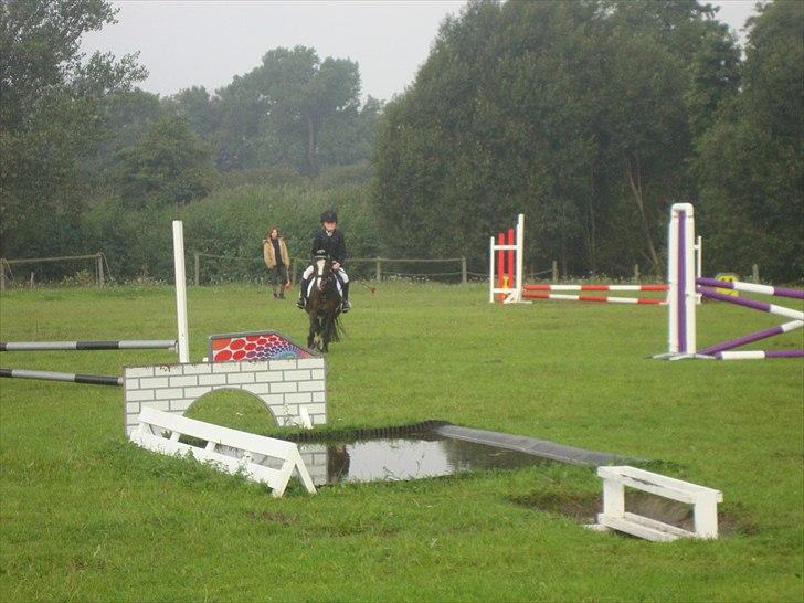 Welsh Mountain (sec A) Lollipop - jeg elsker at springe  billede 1