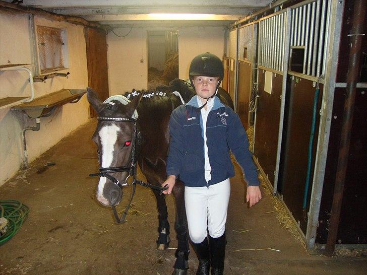 Welsh Mountain (sec A) Lollipop - jeg glæder mig til at jeg skal springe  billede 2