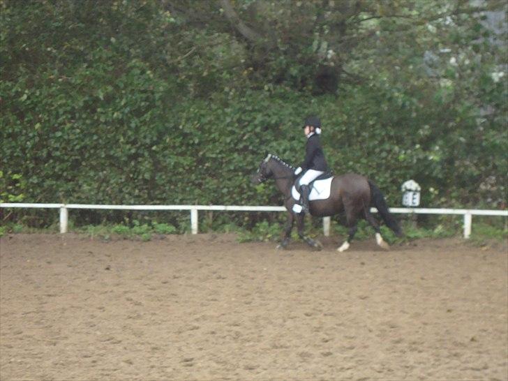 Welsh Mountain (sec A) Lollipop - det her er kedelidt  billede 3