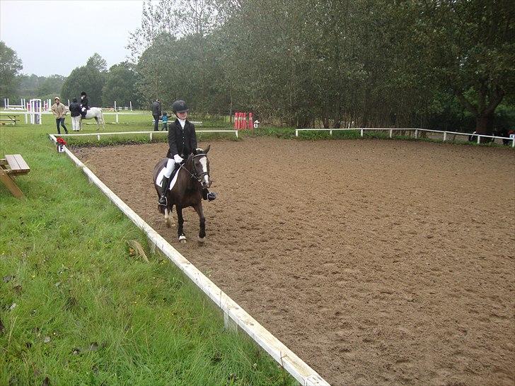 Welsh Mountain (sec A) Lollipop - se de tager billeder af mig lollipop se pæn ud smil  billede 4