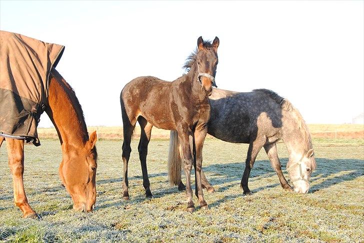 Trakehner Herbstmenuet - menuet bliver mørkere og mørkere her 4 mdr gammel! billede 10
