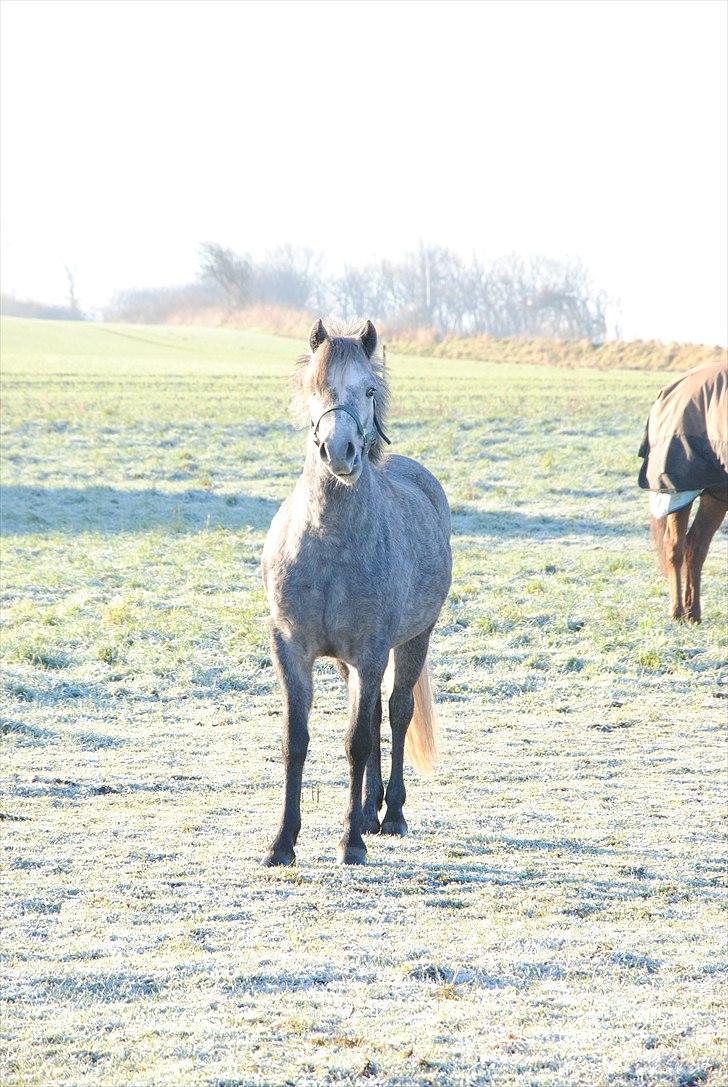 DSP Hibbuhl Sika - Sika 2,5 år gammel! billede 7