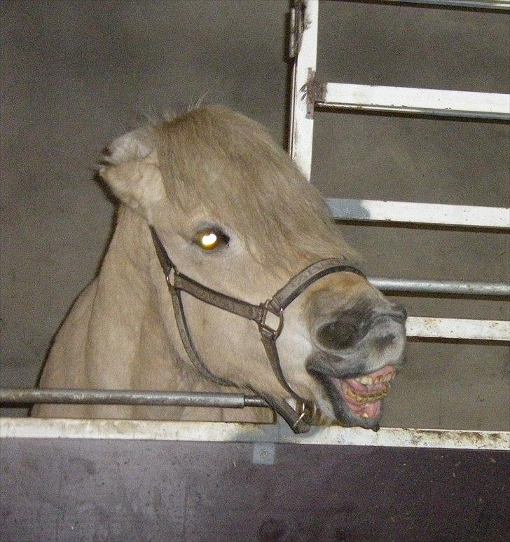 Anden særlig race Mulle - Uha smukke mullepigen :b billede 15