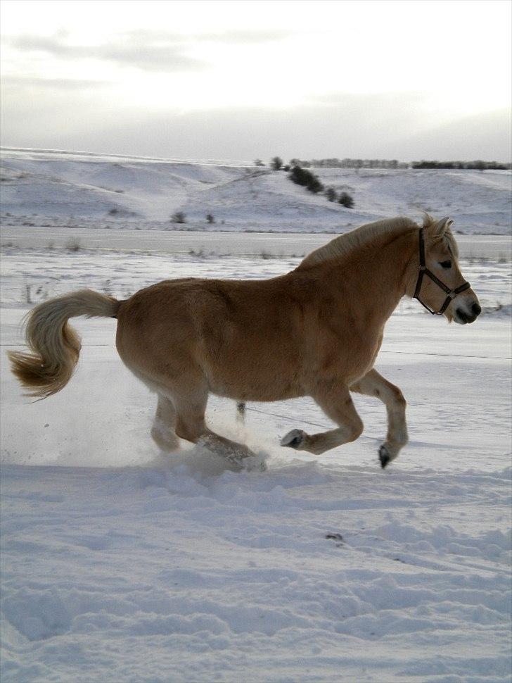 Anden særlig race Mulle - Galop på folden :D billede 16