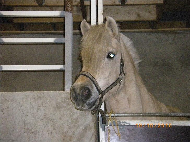 Anden særlig race Mulle - Nusser :D billede 17