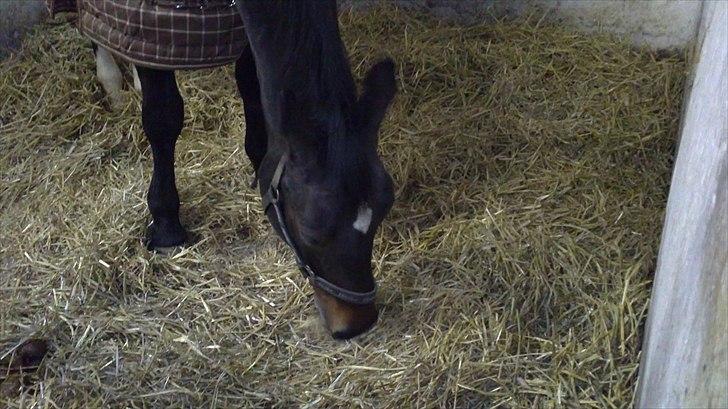 Anden særlig race Lamia  - b. 13 - spisepause. ;) billede 13