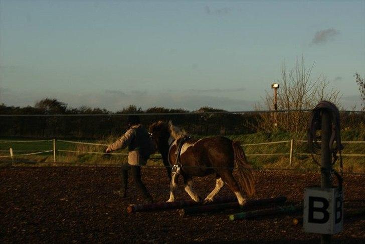 Anden særlig race Grøndahls Pepsi (Pepser) - 2012 billede 13