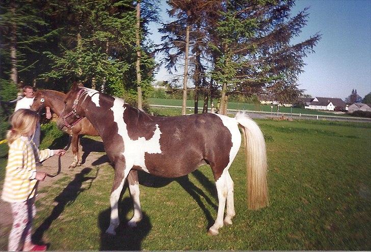 Pinto Kiki RPIN 63 * R I P * billede 11