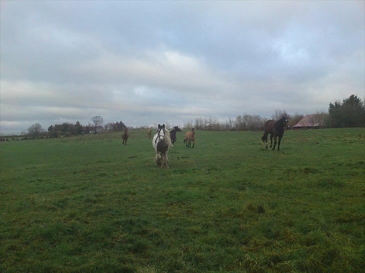 Irish Cob Willow ER FLYTTET - Efter godt en uge kommer Willow travende når jeg kalder....s billede 17