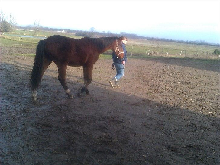 Anden særlig race Mikado billede 16