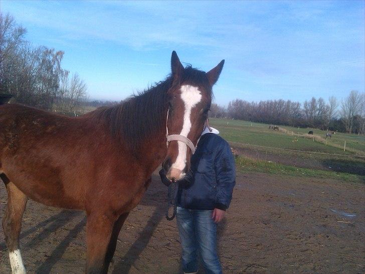 Anden særlig race Mikado billede 17