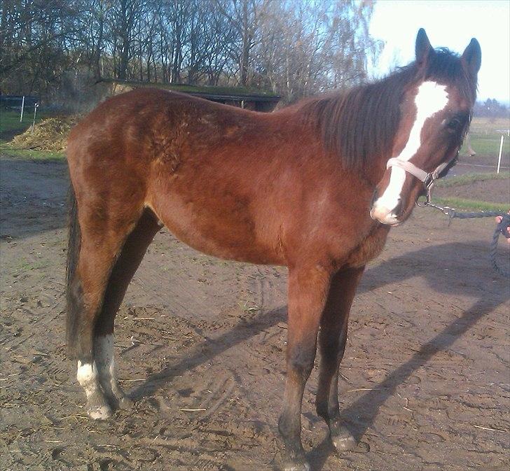 Anden særlig race Mikado billede 18