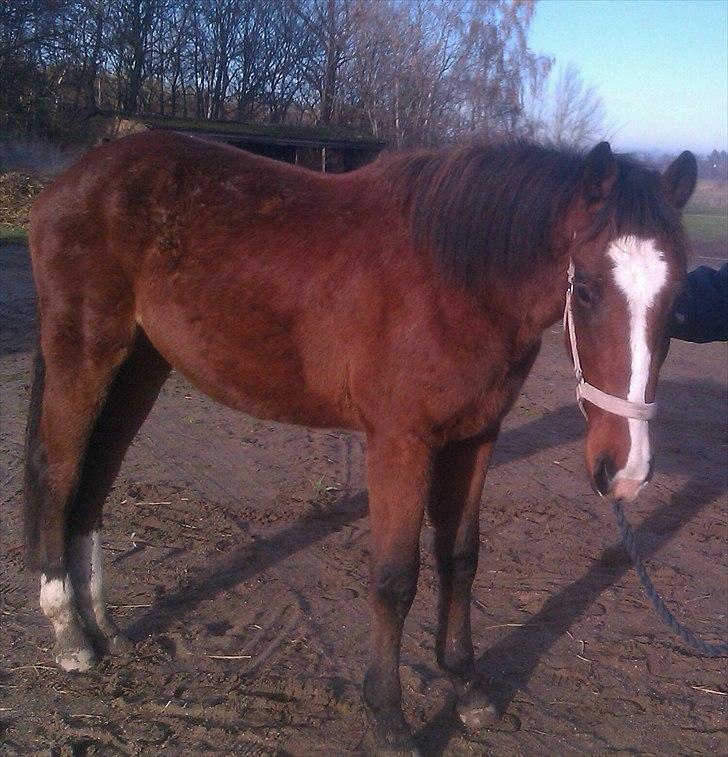 Anden særlig race Mikado billede 19