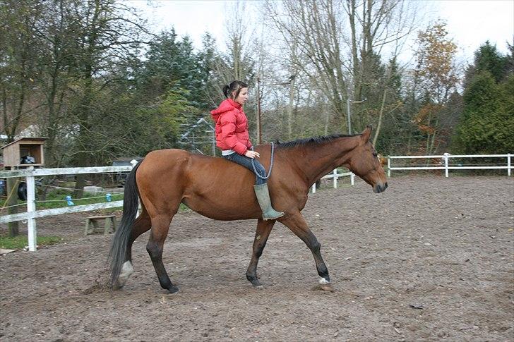 Dansk Varmblod Goldie R.I.P )': - Goldie & Jeg ..<3 billede 19