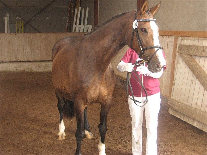 Dansk Varmblod Leonora "RIP" billede 1