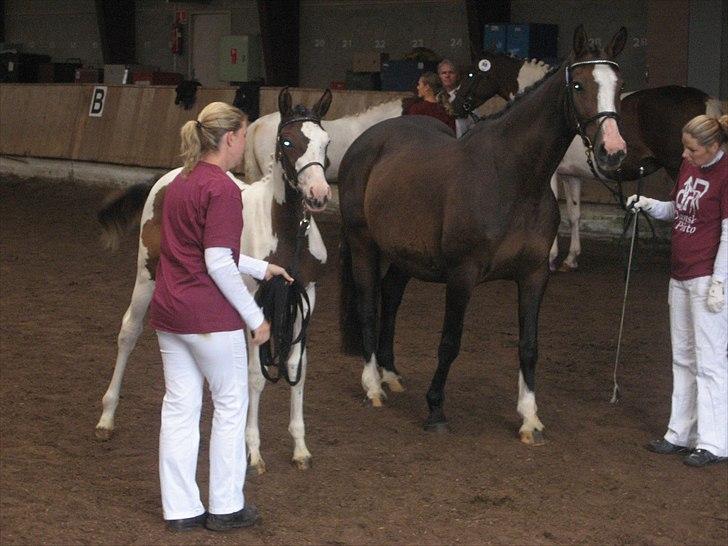 Dansk Varmblod Leonora "RIP" billede 2