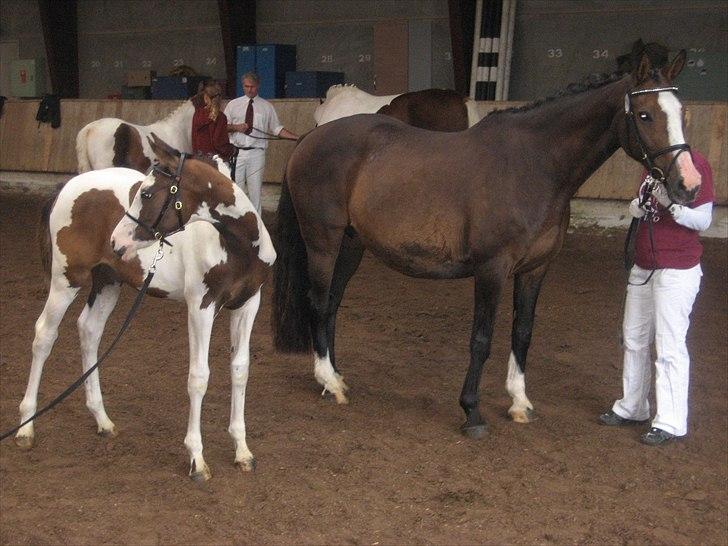 Dansk Varmblod Leonora "RIP" billede 3