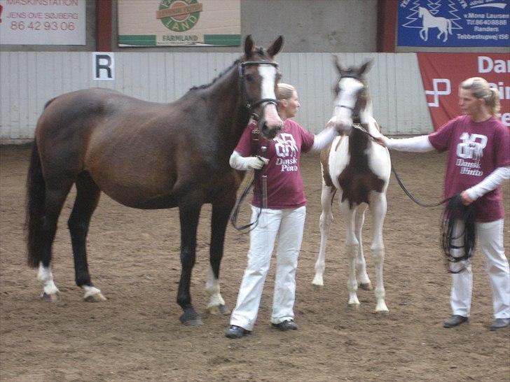 Dansk Varmblod Leonora "RIP" billede 4