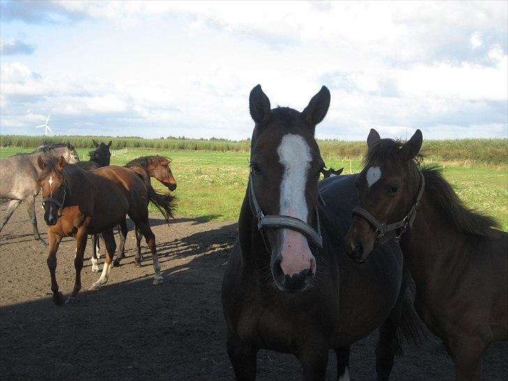 Dansk Varmblod Leonora "RIP" billede 5