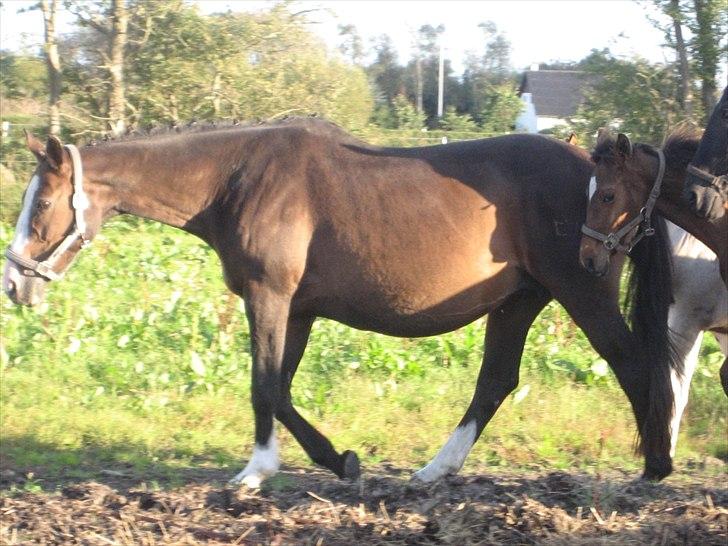 Dansk Varmblod Leonora "RIP" billede 6