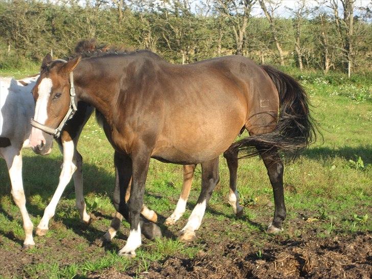 Dansk Varmblod Leonora "RIP" billede 7