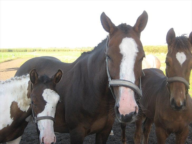 Dansk Varmblod Leonora "RIP" billede 8