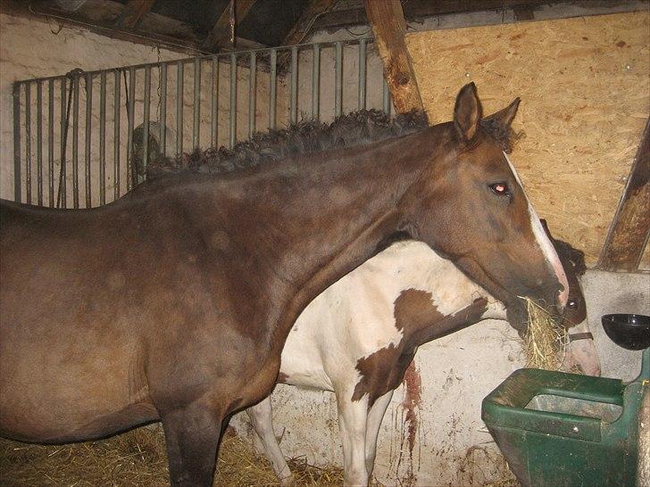 Dansk Varmblod Leonora "RIP" billede 9