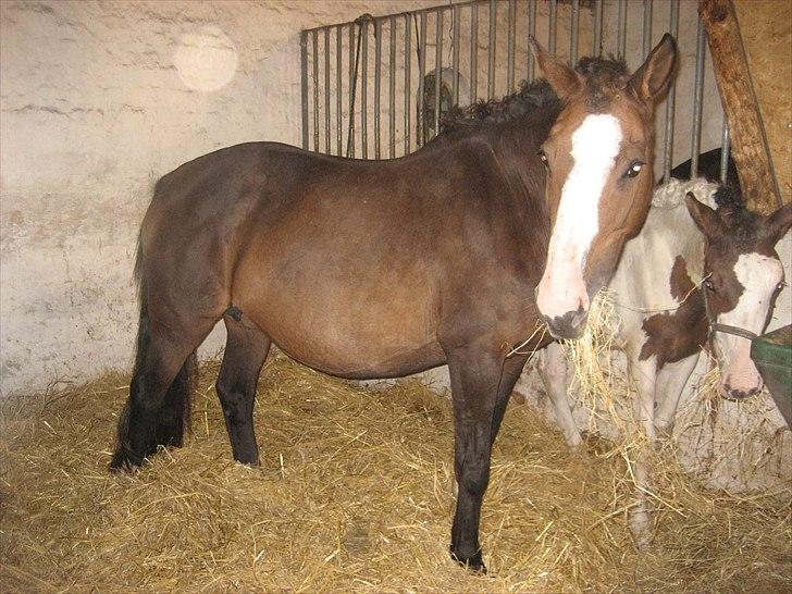 Dansk Varmblod Leonora "RIP" billede 10