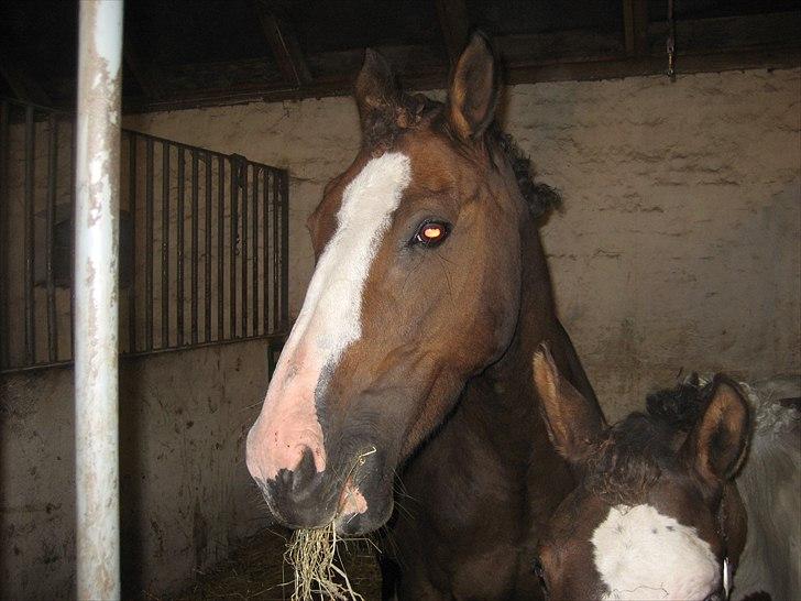 Dansk Varmblod Leonora "RIP" billede 11