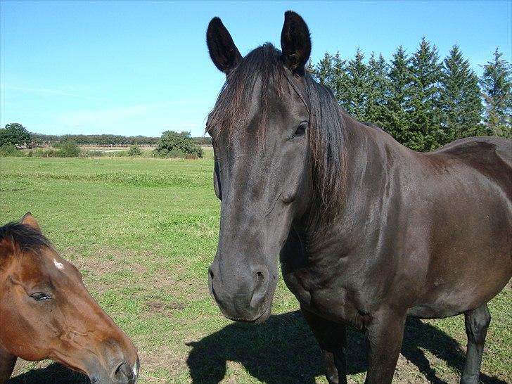 Dansk Varmblod Altere<3 Solgt d. 13-2-11 billede 6