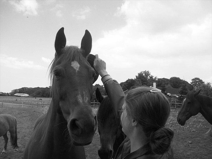 Anden særlig race Alvin - Det der gør livet værd at leve <3 - Uha, den var skræmmende i starten, med alligevel lod du mig gøre  det.. :') billede 3