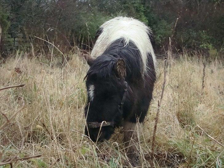 Shetlænder Zika billede 4
