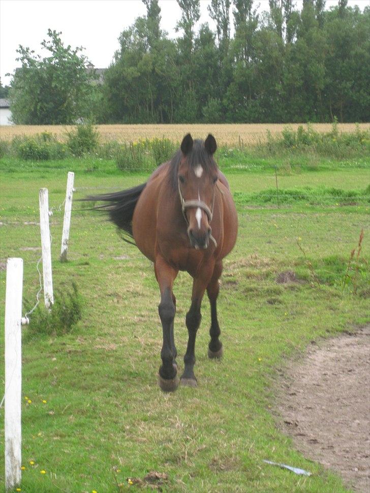 Anden særlig race Manu Af Øster haugård - Haha, hvor ser du dog bare kær ud, rumletyk på sommergræs ;D  billede 20