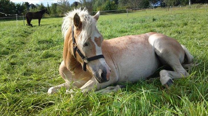 Haflinger Bella - 2010 billede 2