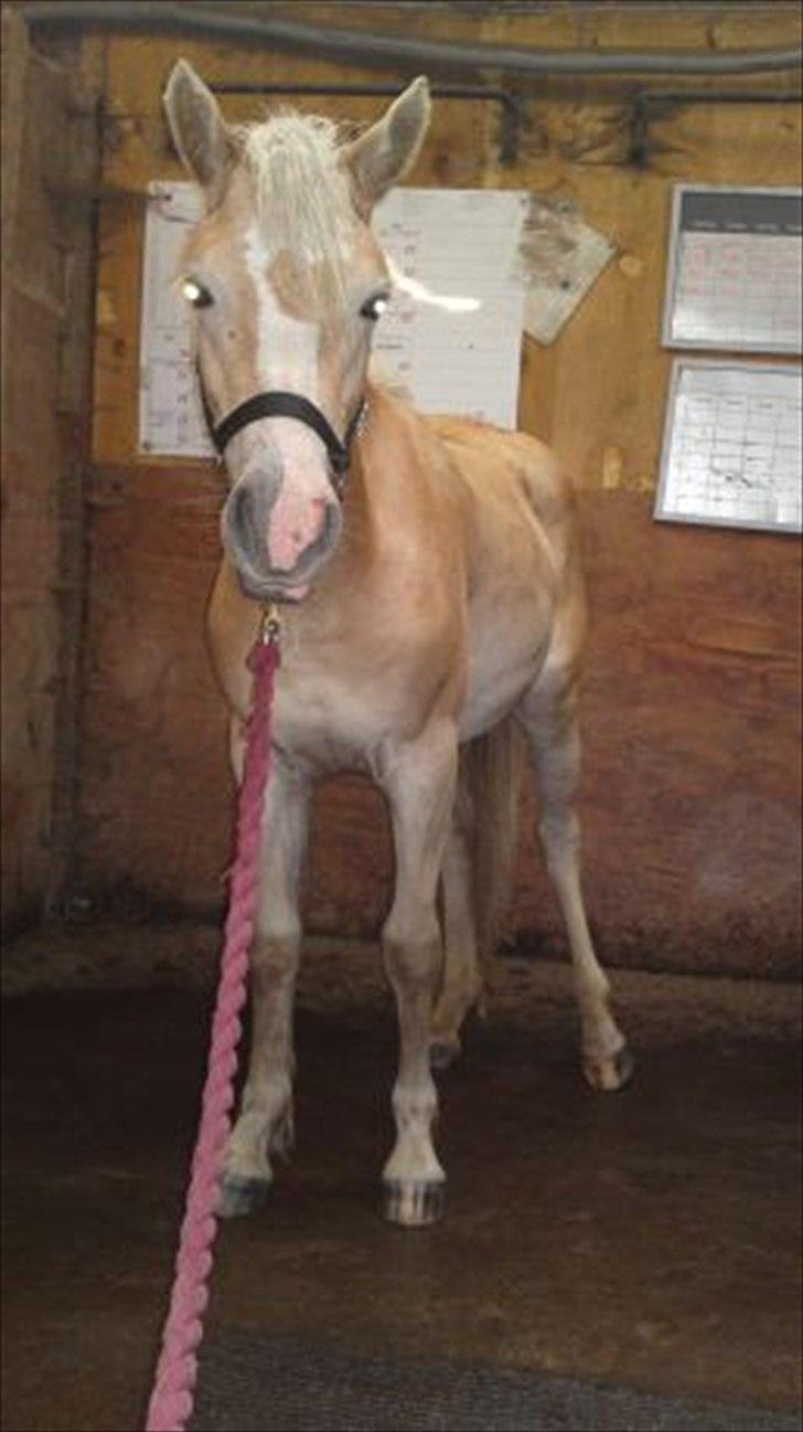 Haflinger Bella - Aug. 2010 billede 3