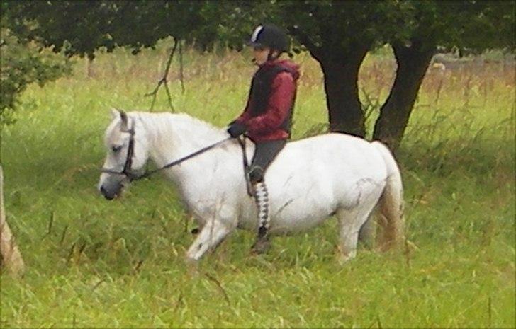 Anden særlig race Sif - Dette billede er taget til min 11 års fødselsdag. Undskyld kvaliteten! billede 2