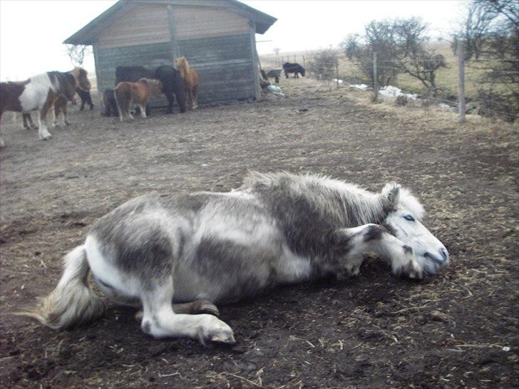 Anden særlig race Sif - Rulletur xD billede 4