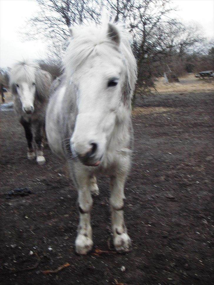 Anden særlig race Sif - Smuksakken er blevet lidt beskidt xD billede 5