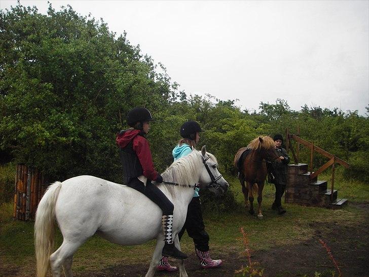 Anden særlig race Sif - Og så er rideturen igang! billede 8