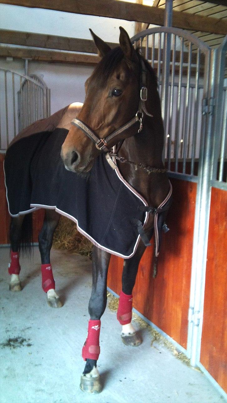 Dansk Varmblod Ildzjæl Firfod  billede 1