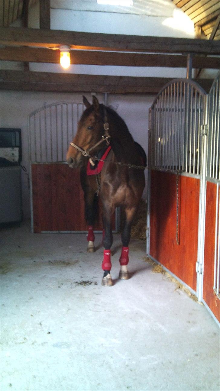 Dansk Varmblod Ildzjæl Firfod  billede 2